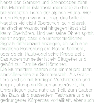 Nebst den Gämsen und Steinböcken zählt das Murmeltier (Marmota marmota) zu den bekanntesten Tieren der alpinen Fauna. Wer in den Bergen wandert, mag das beliebte Nagetier vielleicht übersehen, sein charak-teristischer Warnschrei hingegen lässt sich kaum überhören. Und wer seine Ohren spitzt, merkt sogar, dass die unterschiedlichen Signale differenziert anzeigen, ob sich eine mögliche Bedrohung am Boden befindet, oder ob ein Raubvogel seine Kreise zieht.
Das Alpenmurmeltier ist ein Säugetier und gehört zur Familie der Hörnchen. Die Murmeltiere haaren sich einmal pro Jahr, sinnvollerweise zur Sommerszeit. Als Grab-tiere sind sie mit kräftigen Vorderpfoten und langen, stumpfen Klauen ausgerüstet, die Ohren liegen ganz nahe am Fell. Zum Graben des Baus sind ausserdem Tasthaare und ein gedrungener Körperbau vorteilhaft, aber auch