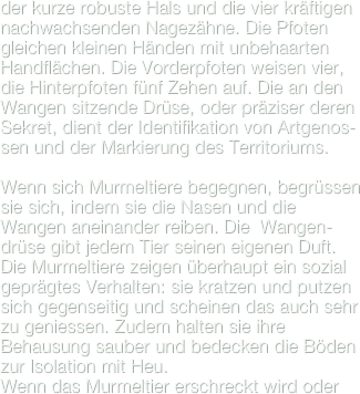 der kurze robuste Hals und die vier kräftigen nachwachsenden Nagezähne. Die Pfoten gleichen kleinen Händen mit unbehaarten Handflächen. Die Vorderpfoten weisen vier, die Hinterpfoten fünf Zehen auf. Die an den Wangen sitzende Drüse, oder präziser deren Sekret, dient der Identifikation von Artgenos-sen und der Markierung des Territoriums. 

Wenn sich Murmeltiere begegnen, begrüssen sie sich, indem sie die Nasen und die Wangen aneinander reiben. Die  Wangen-drüse gibt jedem Tier seinen eigenen Duft. Die Murmeltiere zeigen überhaupt ein sozial geprägtes Verhalten: sie kratzen und putzen sich gegenseitig und scheinen das auch sehr zu geniessen. Zudem halten sie ihre Behausung sauber und bedecken die Böden zur Isolation mit Heu.
Wenn das Murmeltier erschreckt wird oder