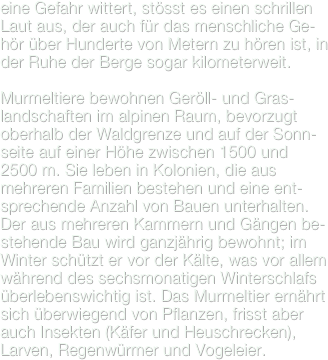 eine Gefahr wittert, stösst es einen schrillen Laut aus, der auch für das menschliche Ge-hör über Hunderte von Metern zu hören ist, in der Ruhe der Berge sogar kilometerweit. 
Murmeltiere bewohnen Geröll- und Gras-landschaften im alpinen Raum, bevorzugt oberhalb der Waldgrenze und auf der Sonn-seite auf einer Höhe zwischen 1500 und 2500 m. Sie leben in Kolonien, die aus mehreren Familien bestehen und eine ent-sprechende Anzahl von Bauen unterhalten. Der aus mehreren Kammern und Gängen be-stehende Bau wird ganzjährig bewohnt; im Winter schützt er vor der Kälte, was vor allem während des sechsmonatigen Winterschlafs überlebenswichtig ist. Das Murmeltier ernährt sich überwiegend von Pflanzen, frisst aber auch Insekten (Käfer und Heuschrecken), Larven, Regenwürmer und Vogeleier.