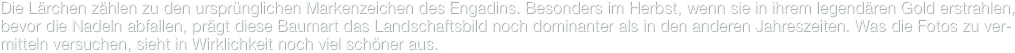 Die Lärchen zählen zu den ursprünglichen Markenzeichen des Engadins. Besonders im Herbst, wenn sie in ihrem legendären Gold erstrahlen, bevor die Nadeln abfallen, prägt diese Baumart das Landschaftsbild noch dominanter als in den anderen Jahreszeiten. Was die Fotos zu ver-mitteln versuchen, sieht in Wirklichkeit noch viel schöner aus.
