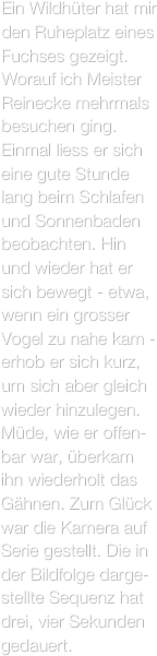 Ein Wildhüter hat mir den Ruheplatz eines Fuchses gezeigt. Worauf ich Meister Reinecke mehrmals besuchen ging. Einmal liess er sich eine gute Stunde lang beim Schlafen und Sonnenbaden beobachten. Hin und wieder hat er sich bewegt - etwa, wenn ein grosser Vogel zu nahe kam -erhob er sich kurz, um sich aber gleich wieder hinzulegen. Müde, wie er offen-bar war, überkam ihn wiederholt das Gähnen. Zum Glück war die Kamera auf Serie gestellt. Die in der Bildfolge darge-stellte Sequenz hat drei, vier Sekunden gedauert.