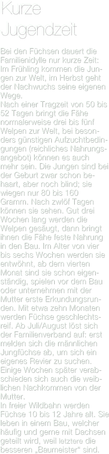 Kurze Jugendzeit

Bei den Füchsen dauert die Familienidylle nur kurze Zeit: Im Frühling kommen die Jun-gen zur Welt, im Herbst geht der Nachwuchs seine eigenen Wege.
Nach einer Tragzeit von 50 bis 52 Tagen bringt die Fähe normalerweise drei bis fünf Welpen zur Welt, bei beson-ders günstigen Aufzuchtbedin-gungen (reichliches Nahrungs-angebot) können es auch mehr sein. Die Jungen sind bei der Geburt zwar schon be-haart, aber noch blind; sie wiegen nur 80 bis 160 Gramm. Nach zwlöf Tagen können sie sehen. Gut drei Wochen lang werden die Welpen gesäugt, dann bringt ihnen die Fähe feste Nahrung in den Bau. Im Alter von vier bis sechs Wochen werden sie entwöhnt, ab dem vierten Monat sind sie schon eigen-ständig, spielen vor dem Bau oder unternehmen mit der Mutter erste Erkundungsrun-den. Mit etwa zehn Monaten werden Füchse geschlechts-reif. Ab Juli/August löst sich der Familienverband auf: erst melden sich die männlichen Jungfüchse ab, um sich ein eigenes Revier zu suchen. Einige Wochen später verab-schieden sich auch die weib-lichen Nachkommen von der Mutter.
In freier Wildbahn werden Füchse 10 bis 12 Jahre alt. Sie leben in einem Bau, welcher häufig und gerne mit Dachsen geteilt wird, weil letztere die besseren „Baumeister“ sind. 