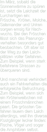 Im März, sobald die Sonnenwärme zu spüren ist, setzt die Laichzeit der Lurchartigen ein: Frösche,  Kröten, Molche, Salamander und Unken sorgen emsig für Nach-wuchs. Bei den Fröschen lässt sich das Paarungs-verhalten besonders gut beobachten. Oft aber ist der Weg zu den Laich-plätzen voller Gefahren. Zum Beispiel, wenn stark befahrene Strassen zu überqueren sind.

Und manchmal verhindert auch ein Fehlverhalten die erfolgreiche Befruchtung. Zum Beispiel, wenn sich ein Krötenweibchen mit einem Froschmännchen paart. Die grössten Ge-fahren lauern dem Laich allerdings, weil ihn diverse Kostgänger lecker finden: Fische, Vögel und sogar die Amphibien selbst.