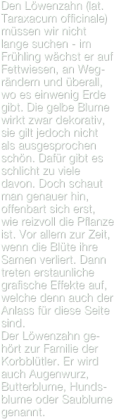 Den Löwenzahn (lat. Taraxacum officinale) müssen wir nicht lange suchen - im Frühling wächst er auf Fettwiesen, an Weg-rändern und überall, wo es einwenig Erde gibt. Die gelbe Blume wirkt zwar dekorativ, sie gilt jedoch nicht als ausgesprochen schön. Dafür gibt es schlicht zu viele davon. Doch schaut man genauer hin, offenbart sich erst, wie reizvoll die Pflanze ist. Vor allem zur Zeit, wenn die Blüte ihre Samen verliert. Dann treten erstaunliche grafische Effekte auf, welche denn auch der Anlass für diese Seite sind. 
Der Löwenzahn ge-hört zur Familie der Korbblütler. Er wird auch Augenwurz, Butterblume, Hunds-blume oder Saublume genannt.