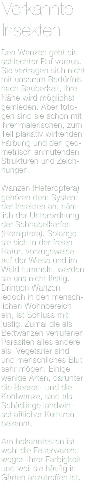 Verkannte Insekten

Den Wanzen geht ein schlechter Ruf voraus. Sie vertragen sich nicht  mit unserem Bedürfnis nach Sauberkeit, ihre Nähe wird möglichst gemieden. Aber foto-gen sind sie schon mit ihrer malerischen, zum Teil plakativ wirkenden Färbung und den geo-metrisch anmutenden Strukturen und Zeich-nungen.

Wanzen (Heteroptera) gehören dem System der Insekten an, näm-lich der Unterordnung der Schnabelkerfen (Hemiptera). Solange sie sich in der freien Natur, vorzugsweise auf der Wiese und im Wald tummeln, werden sie uns nicht lästig. Dringen Wanzen jedoch in den mensch-lichen Wohnbereich ein, ist Schluss mit lustig. Zumal die als Bettwanzen verrufenen Parasiten alles andere als  Vegetarier sind und menschliches Blut sehr mögen. Einige wenige Arten, darunter die Beeren- und die Kohlwanze, sind als Schädlinge landwirt-schaftlicher Kulturen bekannt.

Am bekanntesten ist wohl die Feuerwanze, wegen ihrer Farbigkeit und weil sie häufig in Gärten anzutreffen ist.