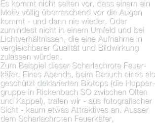 Es kommt nicht selten vor, dass einem ein Motiv völlig überraschend vor die Augen kommt - und dann nie wieder. Oder zumindest nicht in einem Umfeld und bei Lichtverhältnissen, die eine Aufnahme in vergleichbarer Qualität und Bildwirkung zulassen würden.
Zum Beispiel dieser Scharlachrote Feuer-käfer. Eines Abends, beim Besuch eines als geschützt deklarierten Biotops (die Hupper-gruppe in Rickenbach SO zwischen Olten und Kappel), trafen wir - aus fotografischer Sicht - kaum etwas Attraktives an. Ausser dem Scharlachroten Feuerkäfer, 