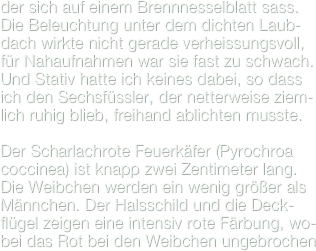 der sich auf einem Brennnesselblatt sass. Die Beleuchtung unter dem dichten Laub-dach wirkte nicht gerade verheissungsvoll, für Nahaufnahmen war sie fast zu schwach. Und Stativ hatte ich keines dabei, so dass ich den Sechsfüssler, der netterweise ziem-lich ruhig blieb, freihand ablichten musste.

Der Scharlachrote Feuerkäfer (Pyrochroa coccinea) ist knapp zwei Zentimeter lang. Die Weibchen werden ein wenig größer als Männchen. Der Halsschild und die Deck-flügel zeigen eine intensiv rote Färbung, wo-bei das Rot bei den Weibchen ungebrochen