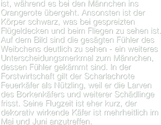 ist, während es bei den Männchen ins Orangerote übergeht. Ansonsten ist der Körper schwarz, was bei gespreizten Flügeldecken und beim Fliegen zu sehen ist. Auf dem Bild sind die gesägten Fühler des Weibchens deutlich zu sehen - ein weiteres Unterscheidungsmerkmal zum Männchen, dessen Fühler gekämmt sind. In der Forstwirtschaft gilt der Scharlachrote Feuerkäfer als Nützling, weil er die Larven des Borkenkäfers und weiterer Schädlinge frisst. Seine Flugzeit ist eher kurz, der dekorativ wirkende Käfer ist mehrheitlich im Mai und Juni anzutreffen.