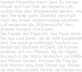 beiniger Körperbau macht Sinn: So werden Körper und Kopf über die heisseste Luft-schicht über dem Wüstenboden gehievt, was dem Tier einen guten Überblick verschafft. Auch das Atmen vergleichsweise sandfreier Luft verdanken die „Wüstenschiffe“ dem grossen Abstand vom Boden.
Die Kamele sind Paarhufer, ihre Füsse beste-hen aus zwei Zehen, die als Hufe ausgebildet sind. Die runde grossflächige Fussform ver-hindert das Einsinken im Sand. Die Kamele ernähren sich von Pflanzen. Da die Vegeta-tion auch in der Wüste mindestens zur Hälfte aus Wasser besteht, kommen die Tiere gut zwei Wochen lang ohne Trinken aus. Finden sie eine Wasserstelle, können die Kamele bis 