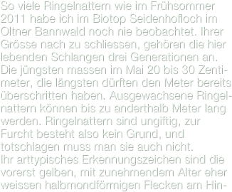 So viele Ringelnattern wie im Frühsommer 2011 habe ich im Biotop Seidenhofloch im Oltner Bannwald noch nie beobachtet. Ihrer Grösse nach zu schliessen, gehören die hier lebenden Schlangen drei Generationen an. Die jüngsten massen im Mai 20 bis 30 Zenti-meter, die längsten dürften den Meter bereits überschritten haben. Ausgewachsene Ringel-nattern können bis zu anderthalb Meter lang werden. Ringelnattern sind ungiftig, zur Furcht besteht also kein Grund, und totschlagen muss man sie auch nicht.
Ihr arttypisches Erkennungszeichen sind die vorerst gelben, mit zunehmendem Alter eher weissen halbmondförmigen Flecken am Hin-