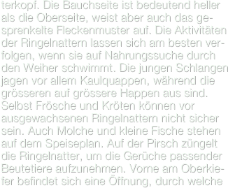 terkopf. Die Bauchseite ist bedeutend heller als die Oberseite, weist aber auch das ge-sprenkelte Fleckenmuster auf. Die Aktivitäten der Ringelnattern lassen sich am besten ver-folgen, wenn sie auf Nahrungssuche durch den Weiher schwimmt. Die jungen Schlangen jagen vor allem Kaulquappen, während die grösseren auf grössere Happen aus sind. Selbst Frösche und Kröten können vor ausgewachsenen Ringelnattern nicht sicher sein. Auch Molche und kleine Fische stehen auf dem Speiseplan. Auf der Pirsch züngelt die Ringelnatter, um die Gerüche passender Beutetiere aufzunehmen. Vorne am Oberkie-fer befindet sich eine Öffnung, durch welche 