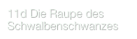 11d Die Raupe des Schwalbenschwanzes