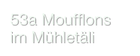 53a Moufflons im Mühletäli