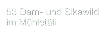 53 Dam- und Sikawild im Mühletäli